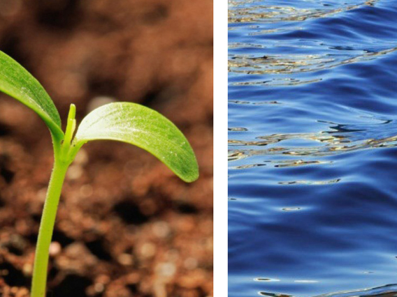 Image of a plant sprout beside an image of water