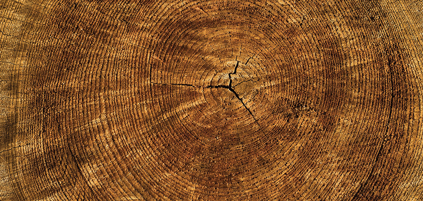 U of A Scientists Use Tree Rings to Reconstruct Jet Stream History ...