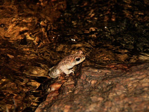 Brian Blais - Red Spotted Toad, Sabino Creek