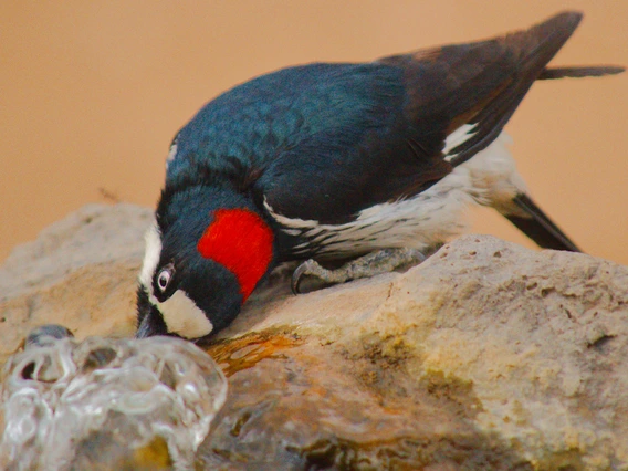 Doyle Wilson - Acorn Woodpecker - Ash Canyon