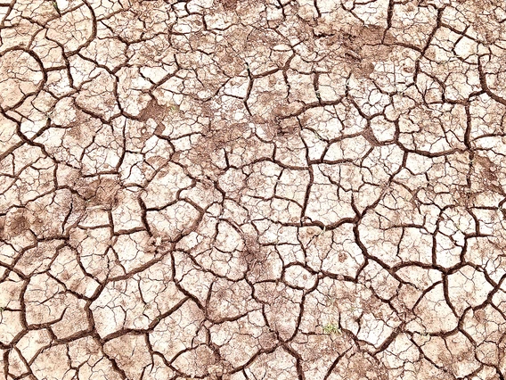 Rachael King - Drought in the Sitgreaves 2021