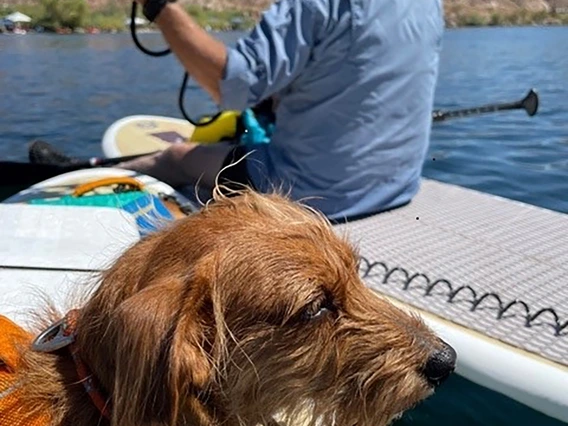 Leslie Michaelis - Dachshund paddleboard 2021 Willow Beach Colorado River
