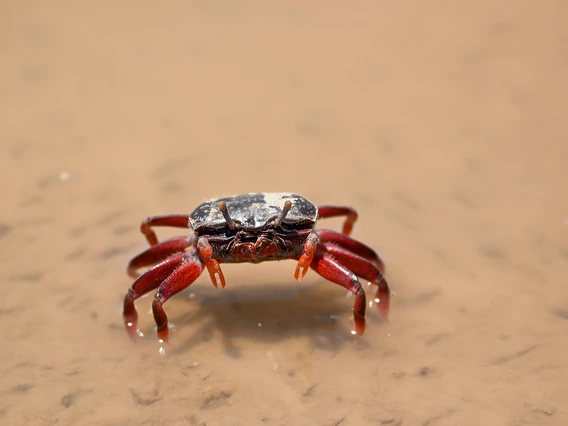 Eliana Rodriguez - Little Estuary Crab 2021 Colorado River Delta Mexicali Baja California