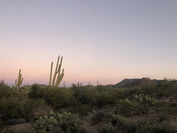 Cora Thomas - Sonoran Hues 2020 Tucson