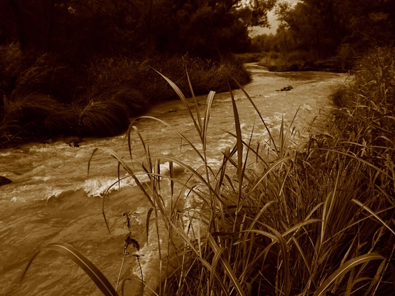 Bill Helm - Verde River Birgnotti - Cornville 2016