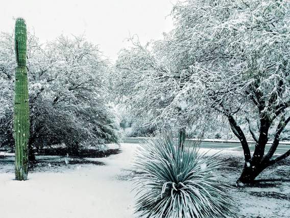 Tamara Holt - Snowfall - Tucson 2019
