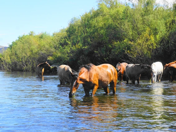 Jimmy Tonthat photo of several horses driking out of the Salt River in Arizona