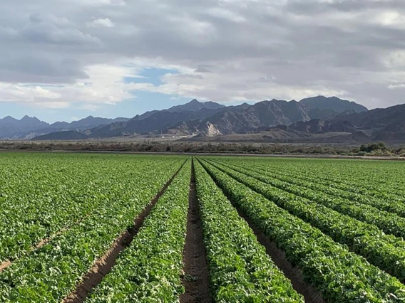 photos of rows in a field at Robert Nickerso famr