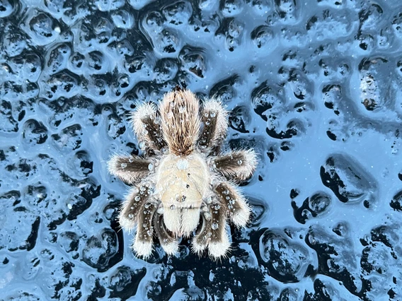 Dawn Walker - Tarantula, Oro Valley, AZ, 2023