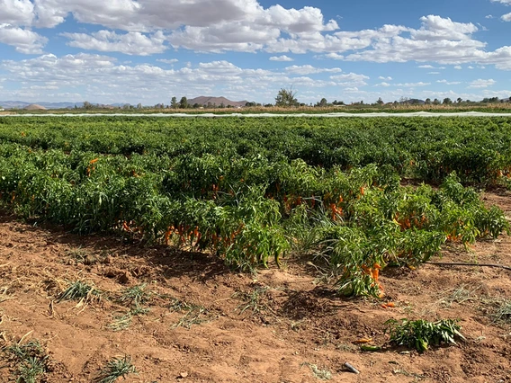 View of Curry Seed and Chile Co. in the Willcox Groundwater Basin. 