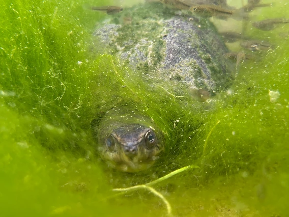 photo of turtle and top minnows, taken underwater