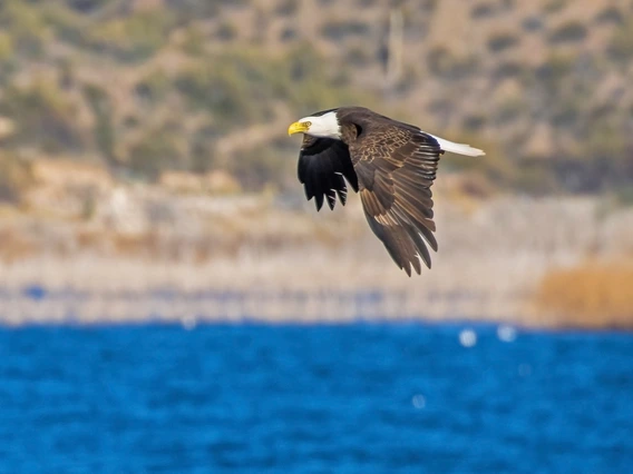 photo of an eagle flying over a blue lake. 
