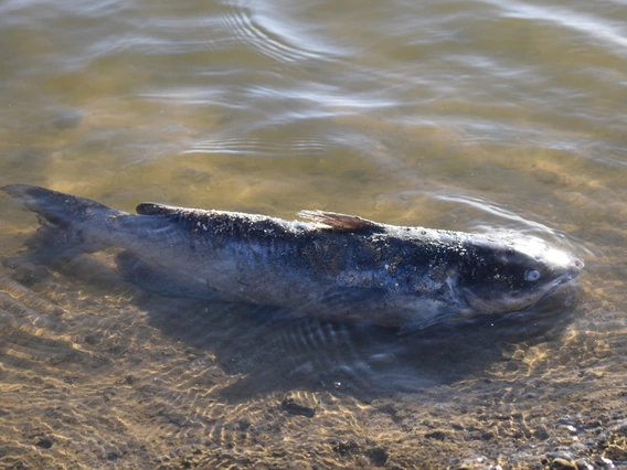 a photo of a dead fish partially sticking out of the water