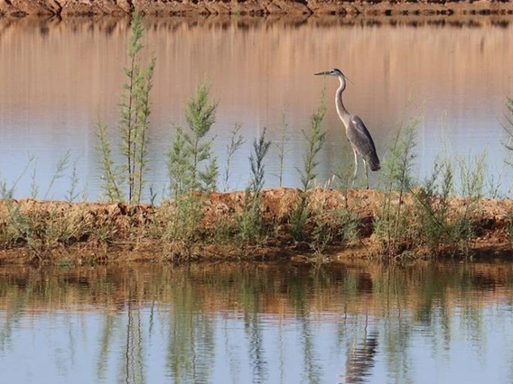 a photo of a heron looking out over the recharge facility