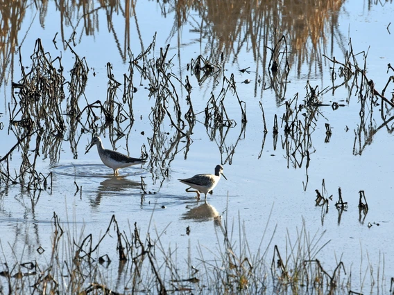 photo showing water birds and plants in whitewater draw