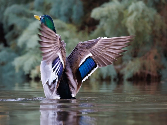 a mallard duck on a body of water stretching its wings