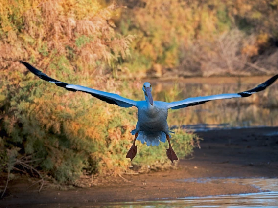 a photo showing a pelican with wings spread flying over water