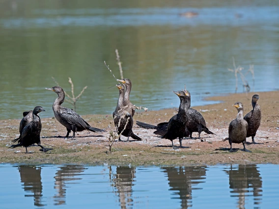 5 water birds standing near water