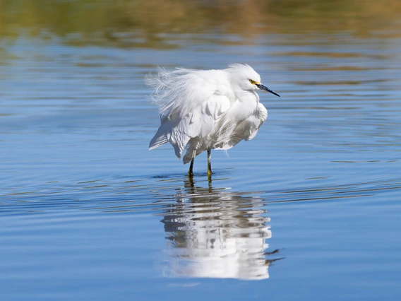 a photo of a water bird shaking off its wings and body