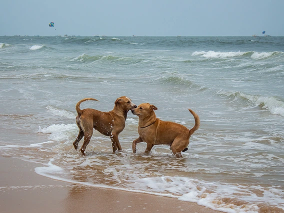 two dogs frolicking in water