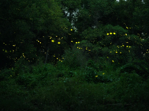 photo, showing movement, of fireflies in front of a green bushes and trees