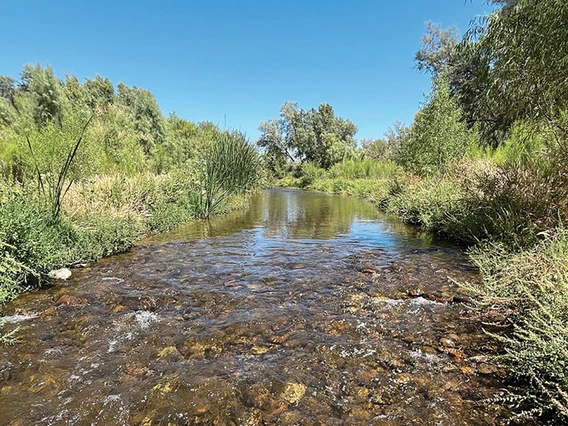 Santa Cruz River in Marana