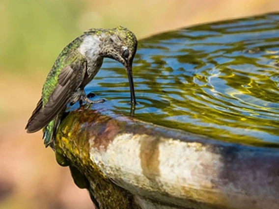 Hummingbird drinking water – WRRC 2024 Photo Contest