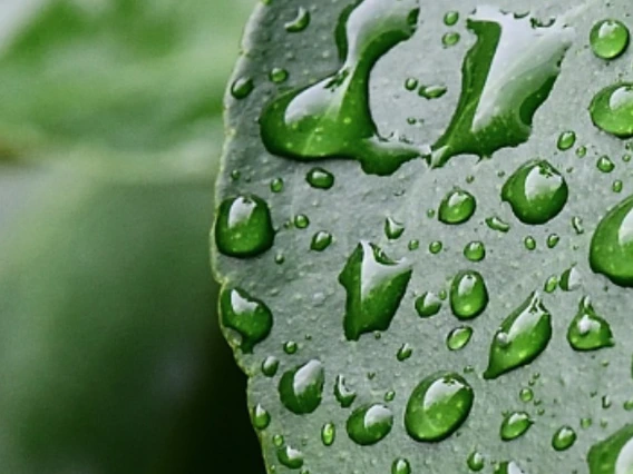 photo of cactus with water drops
