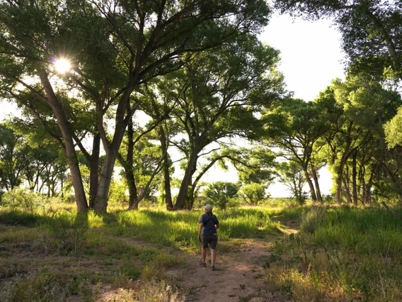 Hiker on tree lined trail
