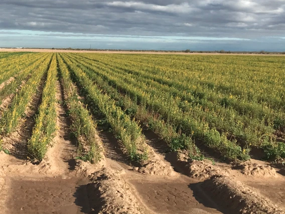 Image of planted field