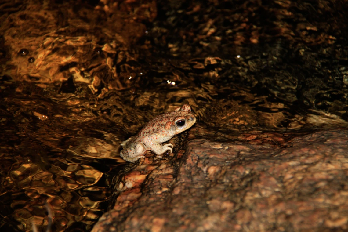 Brian Blais - Red Spotted Toad, Sabino Creek