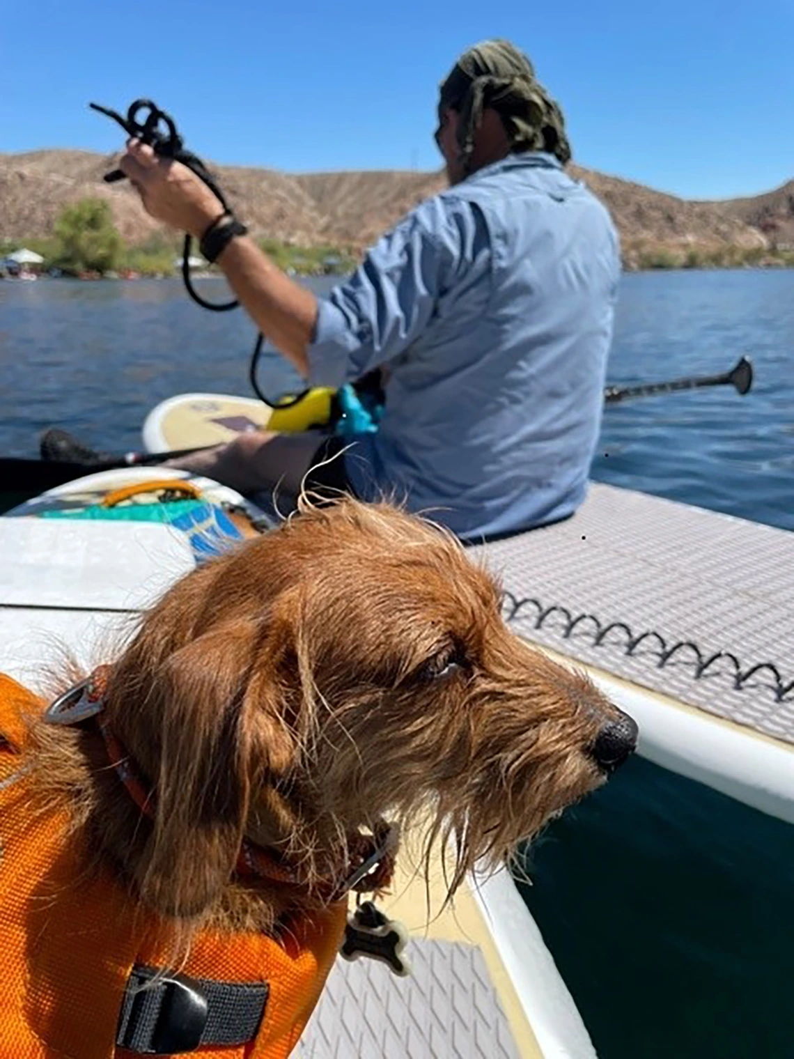 Leslie Michaelis - Dachshund paddleboard 2021 Willow Beach Colorado River