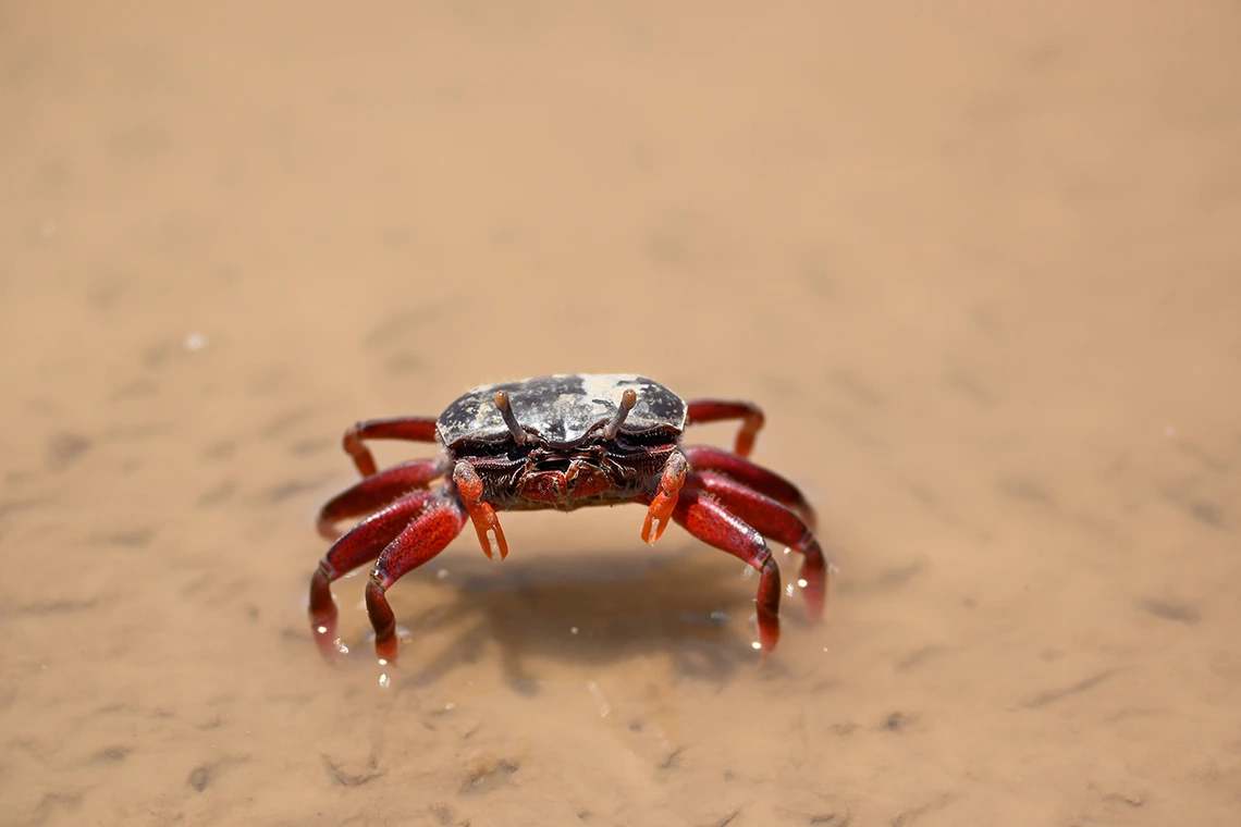 Eliana Rodriguez - Little Estuary Crab 2021 Colorado River Delta Mexicali Baja California