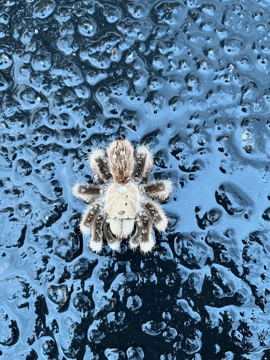 Dawn Walker - Tarantula, Oro Valley, AZ, 2023
