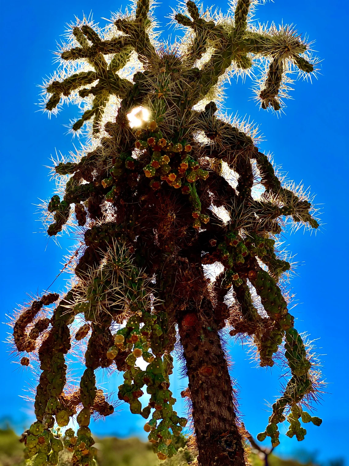 Noah Cannold - Monstrous Cactus, Tucson, AZ, 2023