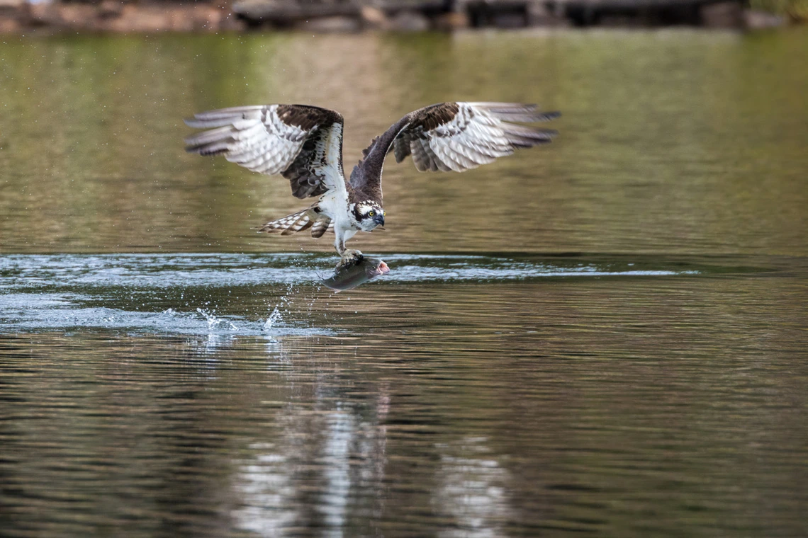 an osprey catching a fish on Woods Canyon Lake