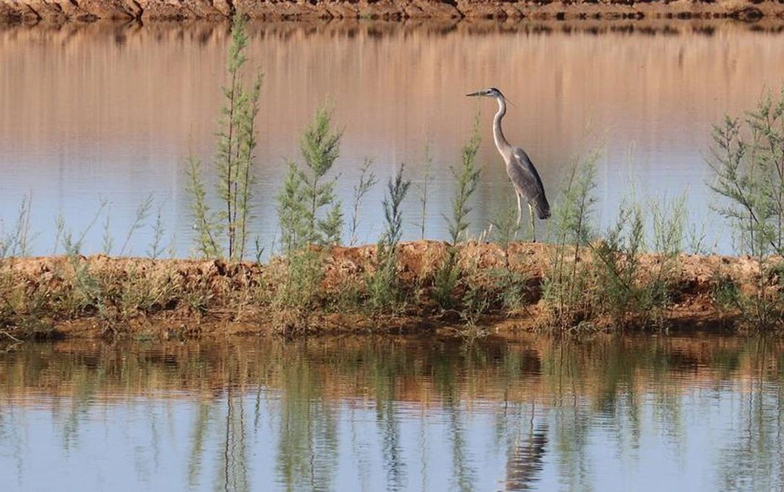 a photo of a heron looking out over the recharge facility