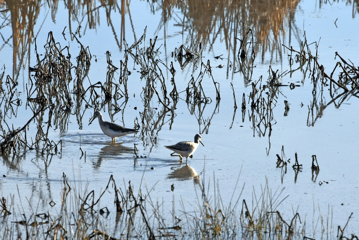 photo showing water birds and plants in whitewater draw