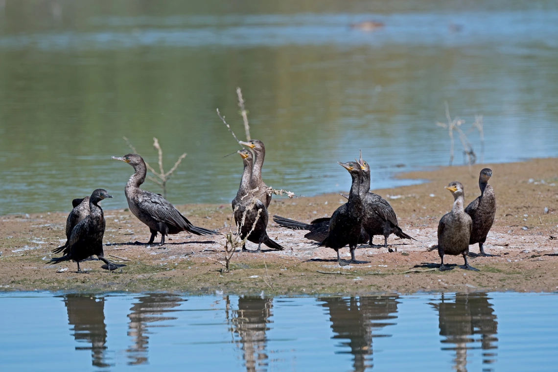 5 water birds standing near water