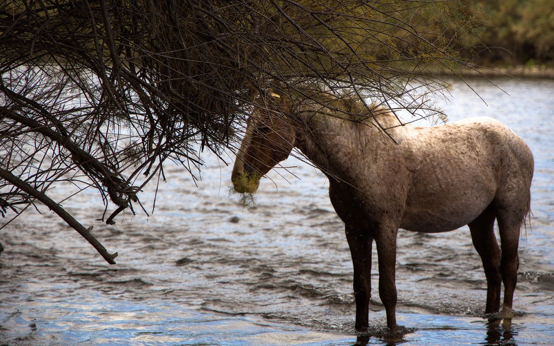 horse standing on the banks of the salt river