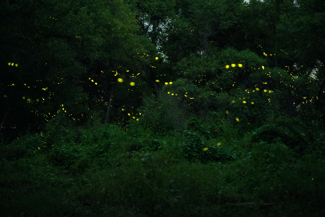 photo, showing movement, of fireflies in front of a green bushes and trees