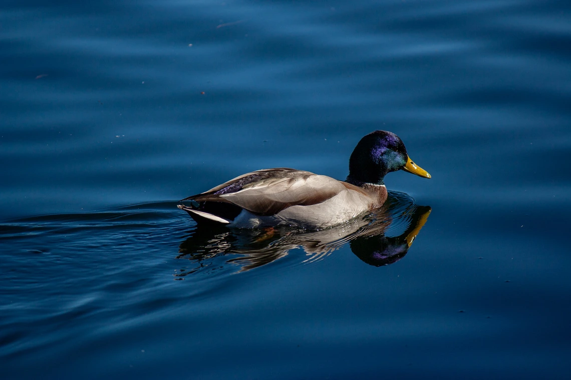 one mallard duck on water