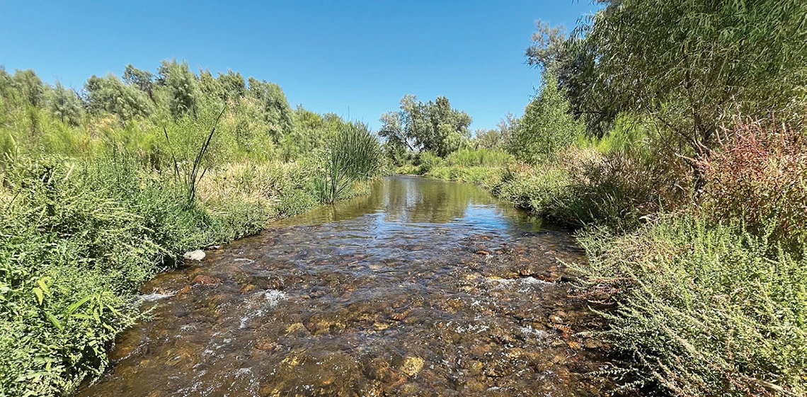 Santa Cruz River in Marana