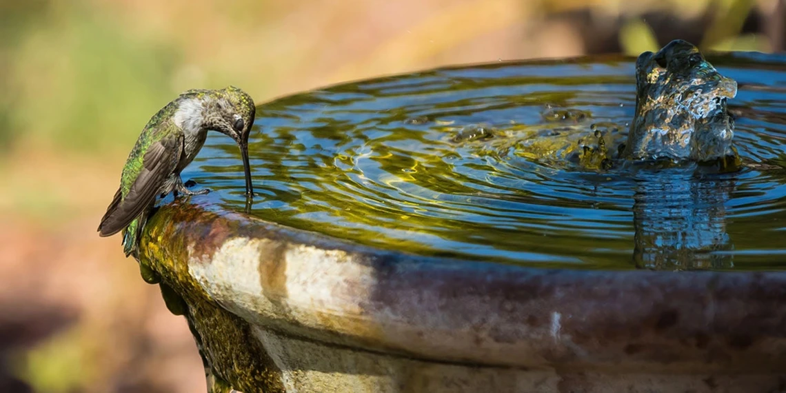 Hummingbird drinking water – WRRC 2024 Photo Contest