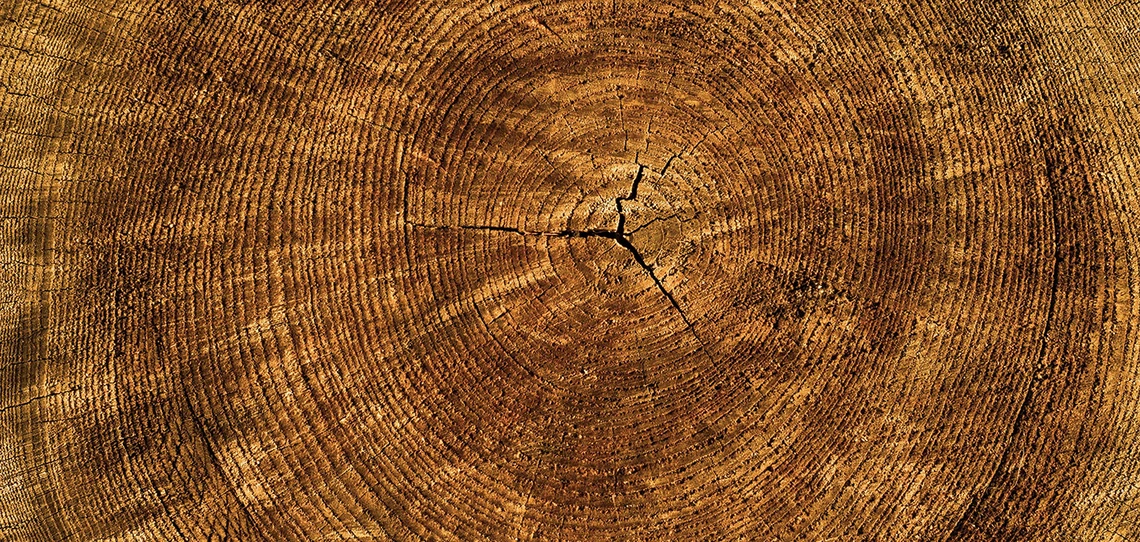 photo of tree rings