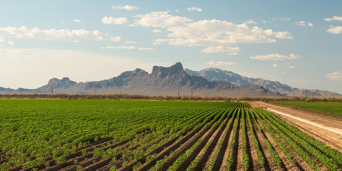Farm near Picacho Peak, Arizona 