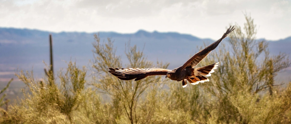 Soaring Bird Soaring Bird