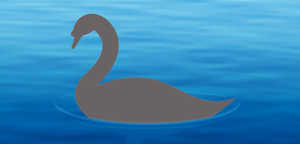 Grey swan Grey swan