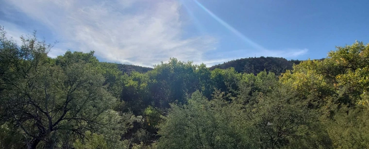 trees in the cobre valley