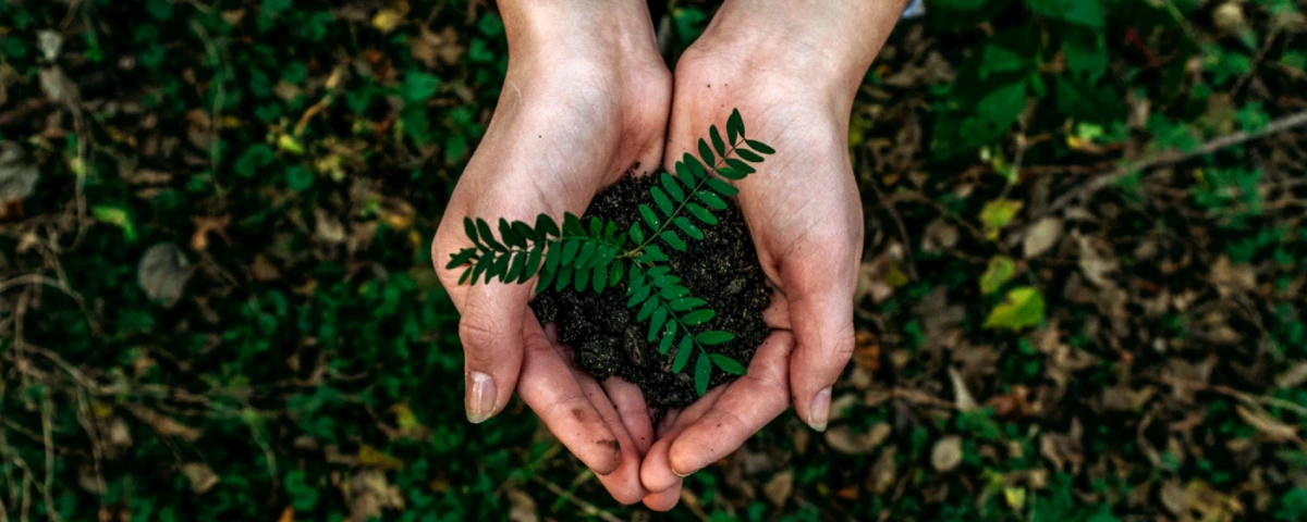 Cupped hands holding plant in dirt Cupped hands holding plant in dirt